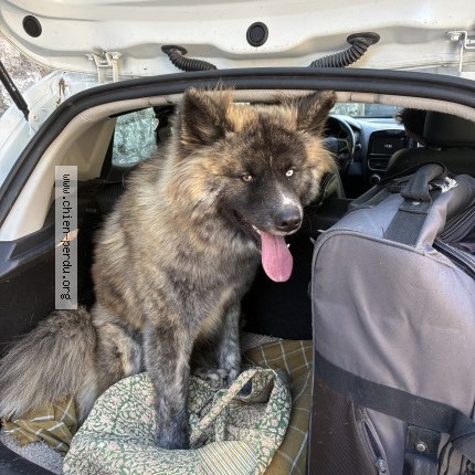 Photo de chien trouvé à Senlis