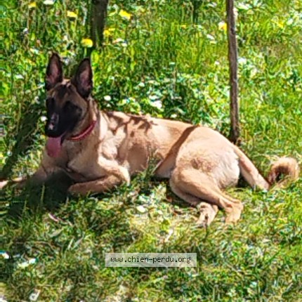 Photo 1/1 Athéna Chien perdu à Cahors