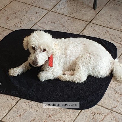 Photo 1/1 Figaro Chien perdu à Vecoux