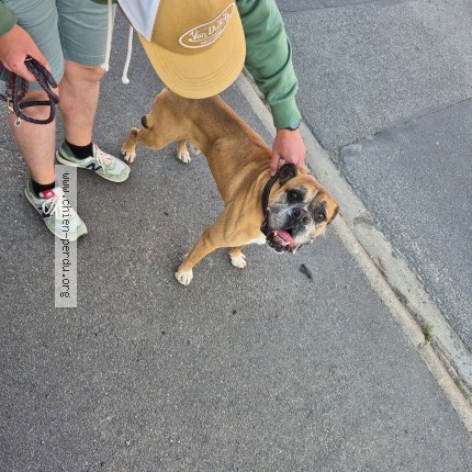 Photo 1/1 Chien trouvé Trouvé à Cauchy A La Tour