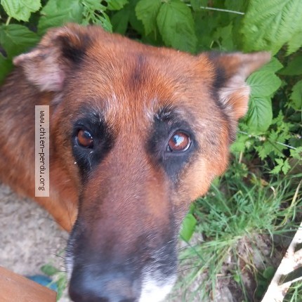 Photo 1/1 Chien retrouvé Trouvé à Saint Barthelemy De Bellegarde