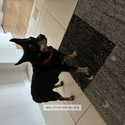 Photo de chien perdu à Morsbach