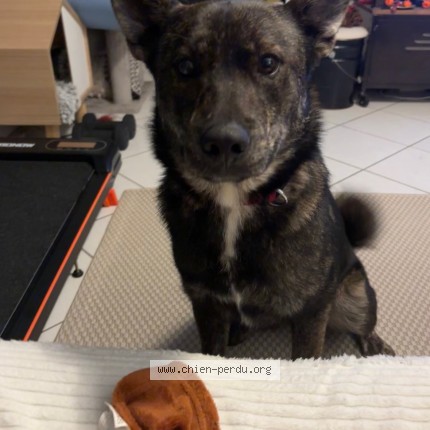 Photo de chien trouvé à Saint Berthevin