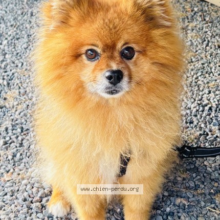Photo 1/1 Negan Chien perdu à Grossereix