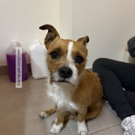 Photo de chien trouvé à Martigues