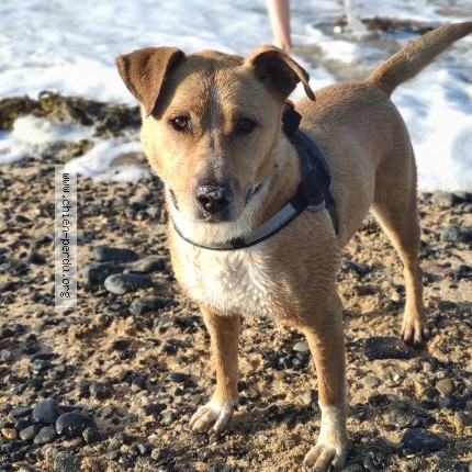 Photo 1/1 nova Chien perdu à Saint Brieuc