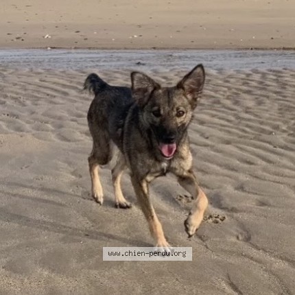 Photo de chien perdu à Cresserons