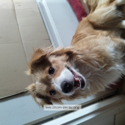 Photo de chien trouvé à Nantes
