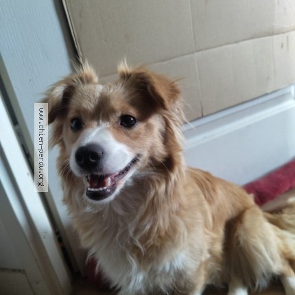 Photo 1/1 Chien trouvé Trouvé à Nantes