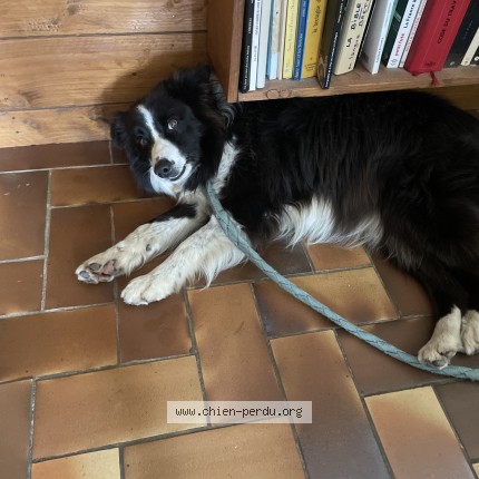 Photo de chien trouvé à Rosporden