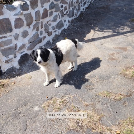 Photo de chien perdu à St Julien