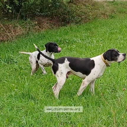 Photo 1/1 Chien retrouvé Perdu à Roybon