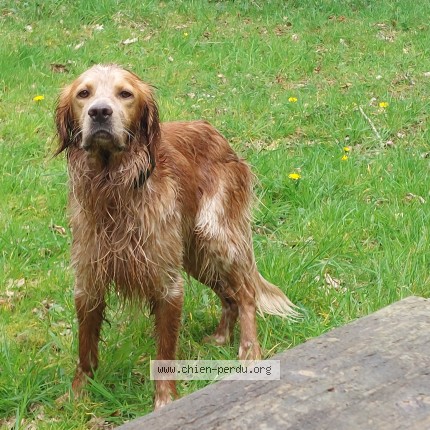 Photo de chien perdu à Clohars Carnoet