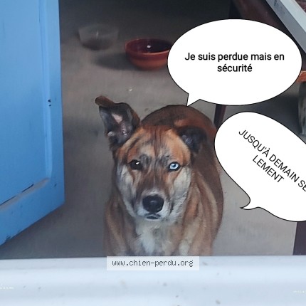 Photo de chien trouvé à St Amand En Puissaye 58310