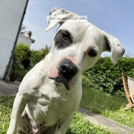 Photo 1/1 brutus Chien perdu à Toulouse