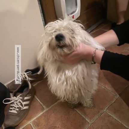 Photo 1/1 Chien trouvé Trouvé à Montreuil L Argille