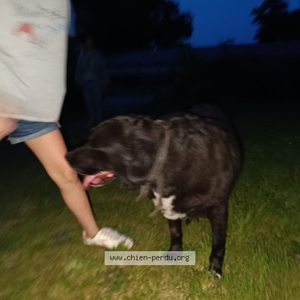 Photo de chien trouvé à La Bruffiere