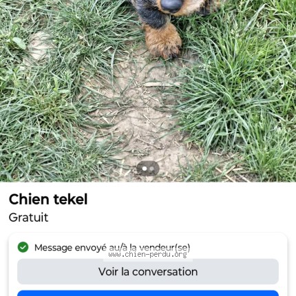 Photo 1/1 Chien trouvé Trouvé à St Germain De Longue Chaume