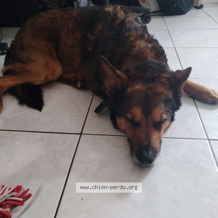 Photo 1/1 Chien trouvé Trouvé à Saint Cyr Sur Loire