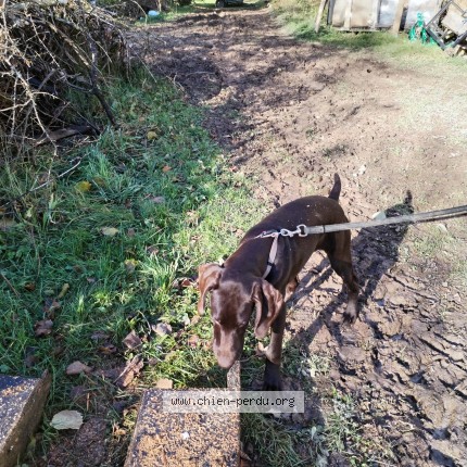 Photo 1/1 Arpege Chien perdu à Cerisy La Salle