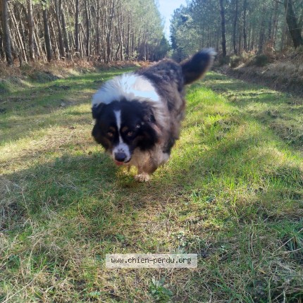 Photo 1/1 reflex Chien perdu à Saint Aignan Sur Cher