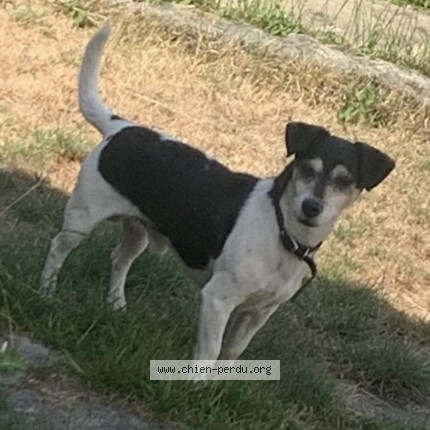 Photo 1/1 Chien retrouvé Perdu à Chatelineau
