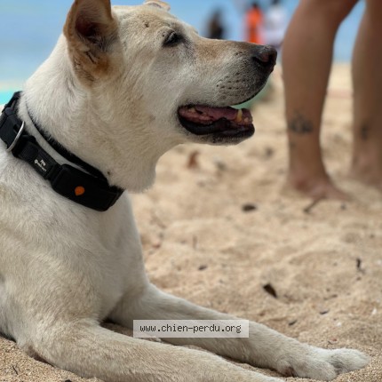 Photo 1/1 Saké Chien perdu à Sainte Anne
