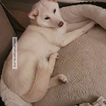 Photo 1/1 Chien retrouvé Perdu à Wasquehal