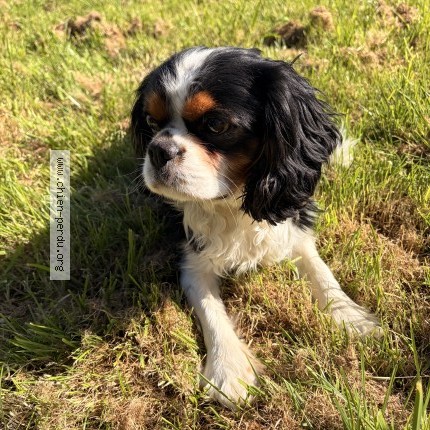 Photo 1/1 nimbus Chien perdu à Yerville