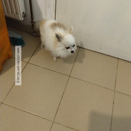 Photo 1/1 Chien trouvé Trouvé à Sille Le Philippe