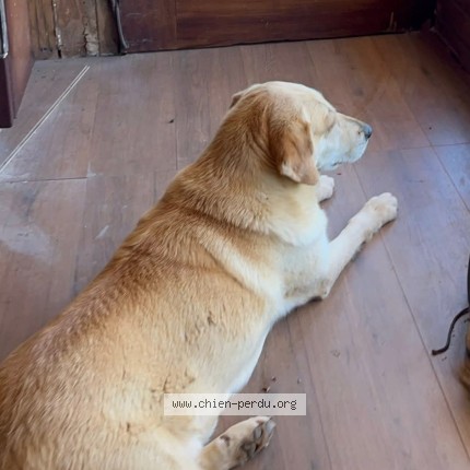 Photo 1/2 An Nou Ay Chien perdu à Pierrefeu Du Var