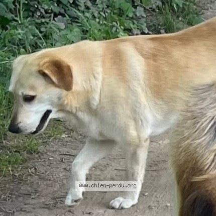 Photo 2/2 An Nou Ay Chien perdu à Pierrefeu Du Var