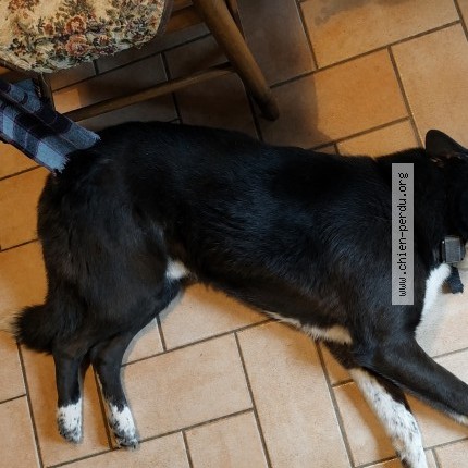 Photo 1/1 Oscar Chien perdu à La Motte