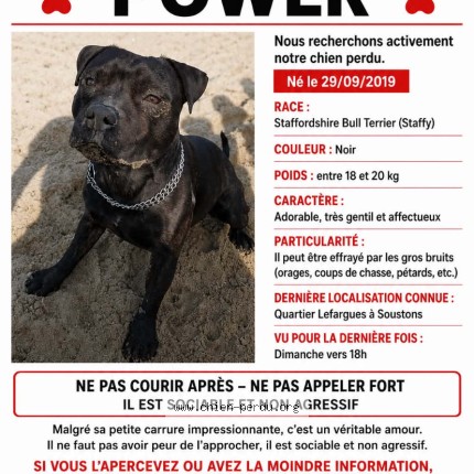 Photo de chien perdu à Soustons