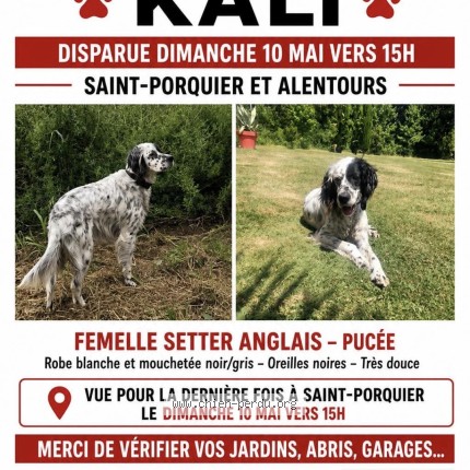Photo 1/1 Kali Chien perdu à St Porquier