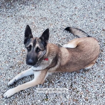 Photo 4/4 Reykja Chien perdu à Cordes Sur Ciel