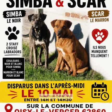 Photo 1/1 SCAR SIMBA Chien perdu à Oisy Le Verger