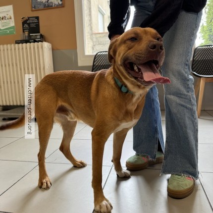 Photo 1/1 Chien trouvé Trouvé à Labastide De Levis