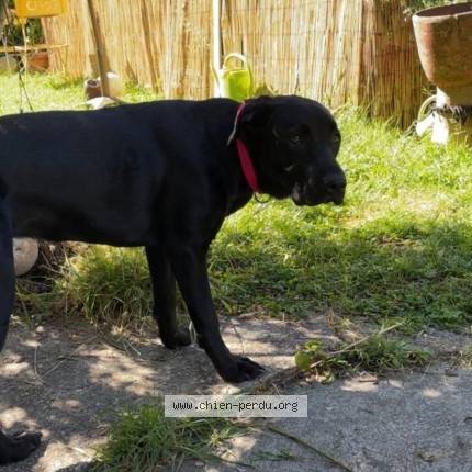 Photo de chien perdu à Teulat