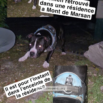 Photo de chien trouvé à Mont De Marsan