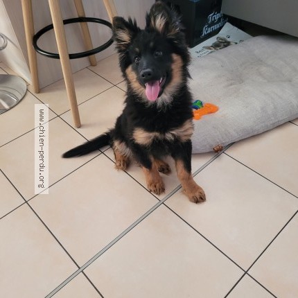 Photo 1/1 altesse Chien perdu à Plestan