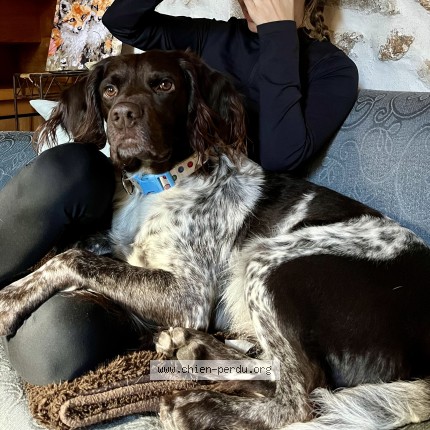 Photo 1/2 Chien retrouvé Perdu à Saint Hilaire De Brethmas