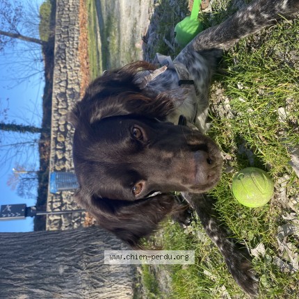 Photo 2/2 Chien retrouvé Perdu à Saint Hilaire De Brethmas