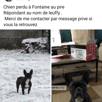 Photo 1/1 Leuffy Chien perdu à Fontaine Au Pire