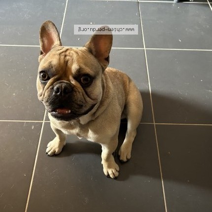 Photo 1/1 Chien trouvé Trouvé à Nimes
