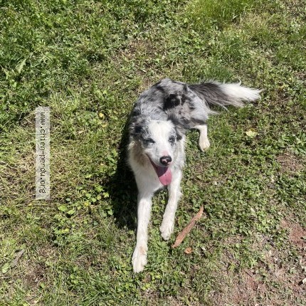 Photo 1/1 Chien trouvé Trouvé à Saumur