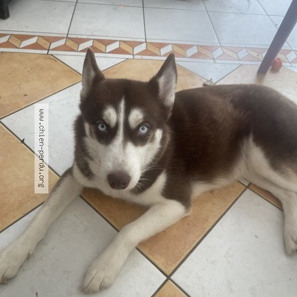 Photo 1/1 nebulla Chien perdu à Carbon Blanc