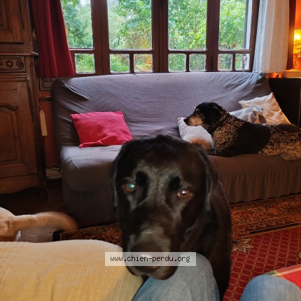 Photo 1/1 Chien trouvé Trouvé à Lacanau