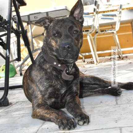 Photo de chien perdu à Carbon Blanc