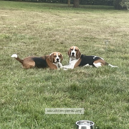 Photo 1/1 stanley Chien perdu à Villers Pol